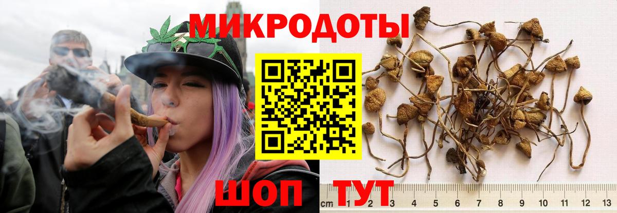 Галлюциногенные грибы Psilocybe Батайск